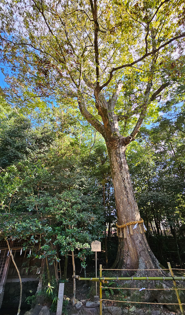 平等院、宇治上神社、宇治神社、源氏物語博物館、星巴克平等院表參道店及宇治站週邊一日遊|日本京都宇治景點遊記 - 第25張圖