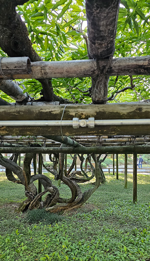 平等院、宇治上神社、宇治神社、源氏物語博物館、星巴克平等院表參道店及宇治站週邊一日遊|日本京都宇治景點遊記 - 第94張圖