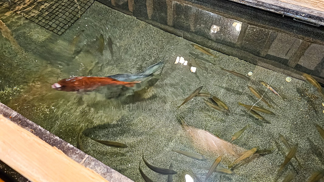 【日本山梨】富士山 海の家|富士吉田市道地日本料理定食、鰻魚飯推薦美食 - 第7張圖