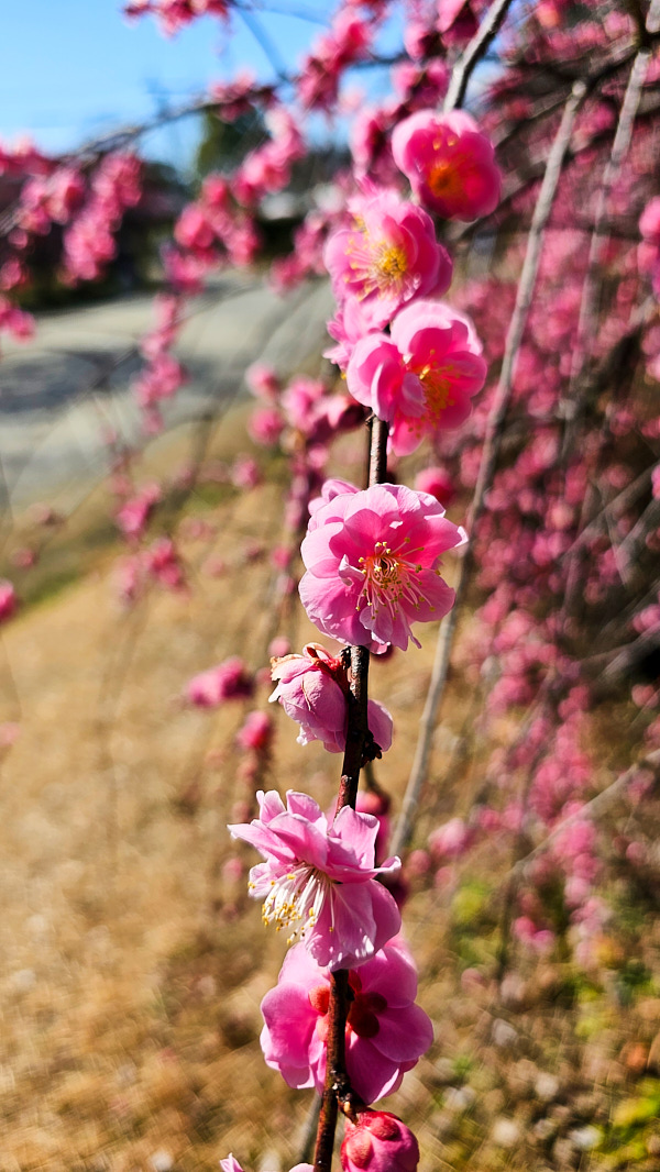 【日本奈良】郡山城(大和郡山城)｜限定盆梅展與梅花林園，天守台展望設施景也非常推薦