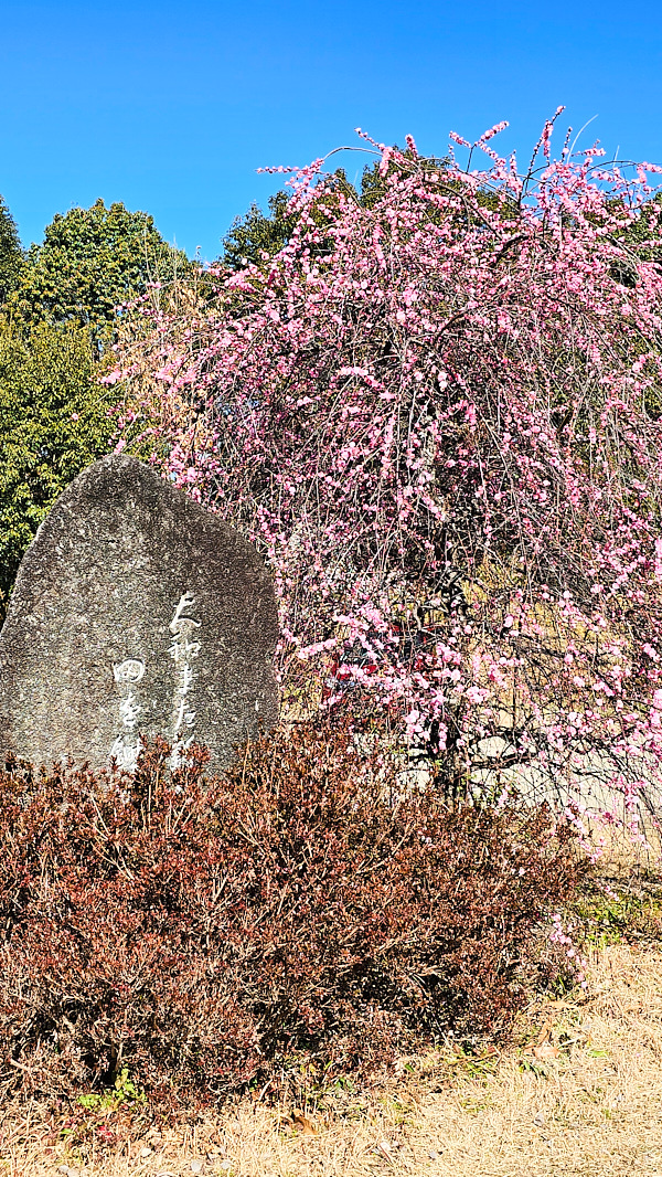 【日本奈良】郡山城(大和郡山城)｜限定盆梅展與梅花林園，天守台展望設施景也非常推薦