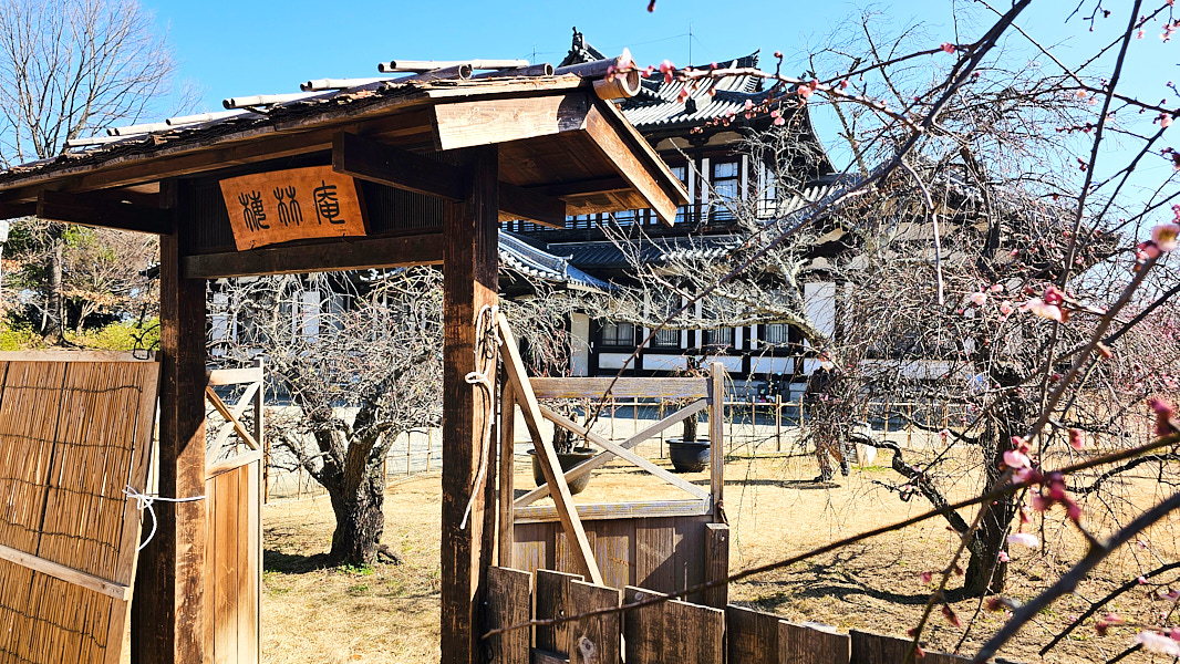 【日本奈良】郡山城(大和郡山城)｜限定盆梅展與梅花林園，天守台展望設施景也非常推薦