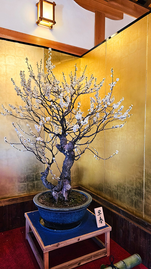 【日本奈良】郡山城(大和郡山城)｜限定盆梅展與梅花林園，天守台展望設施景也非常推薦