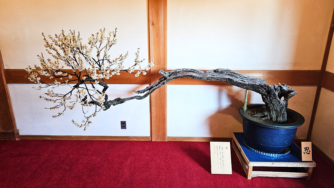 【日本奈良】郡山城(大和郡山城)｜限定盆梅展與梅花林園，天守台展望設施景也非常推薦