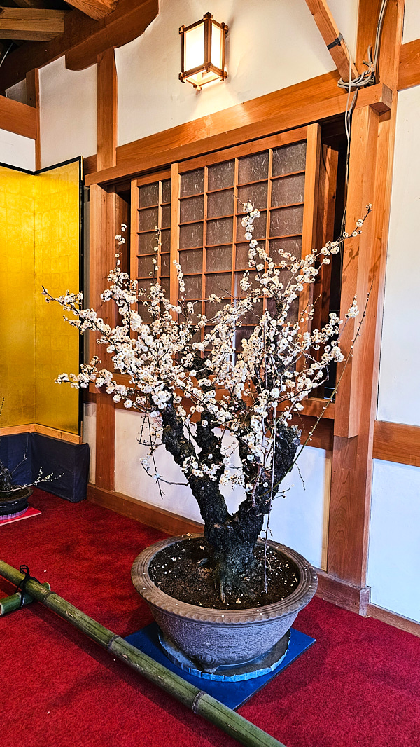【日本奈良】郡山城(大和郡山城)｜限定盆梅展與梅花林園，天守台展望設施景也非常推薦