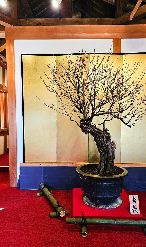 【日本奈良】郡山城(大和郡山城)｜限定盆梅展與梅花林園，天守台展望設施景也非常推薦