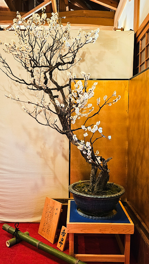 【日本奈良】郡山城(大和郡山城)｜限定盆梅展與梅花林園，天守台展望設施景也非常推薦