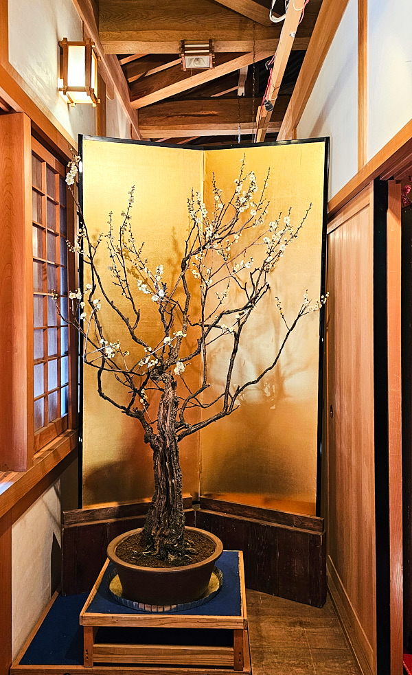 【日本奈良】郡山城(大和郡山城)｜限定盆梅展與梅花林園，天守台展望設施景也非常推薦