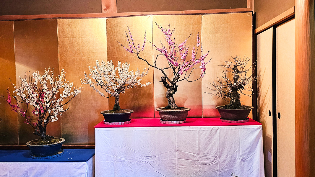 【日本奈良】郡山城(大和郡山城)｜限定盆梅展與梅花林園，天守台展望設施景也非常推薦