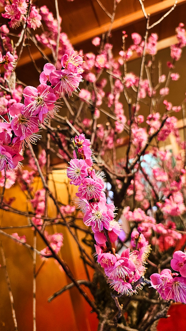 【日本奈良】郡山城(大和郡山城)｜限定盆梅展與梅花林園，天守台展望設施景也非常推薦