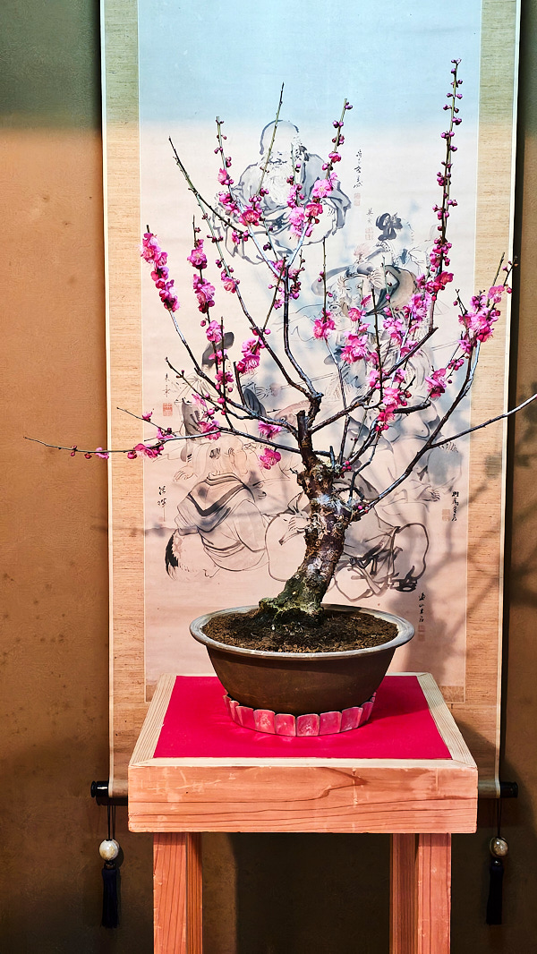 【日本奈良】郡山城(大和郡山城)｜限定盆梅展與梅花林園，天守台展望設施景也非常推薦