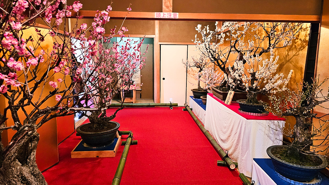【日本奈良】郡山城(大和郡山城)｜限定盆梅展與梅花林園，天守台展望設施景也非常推薦