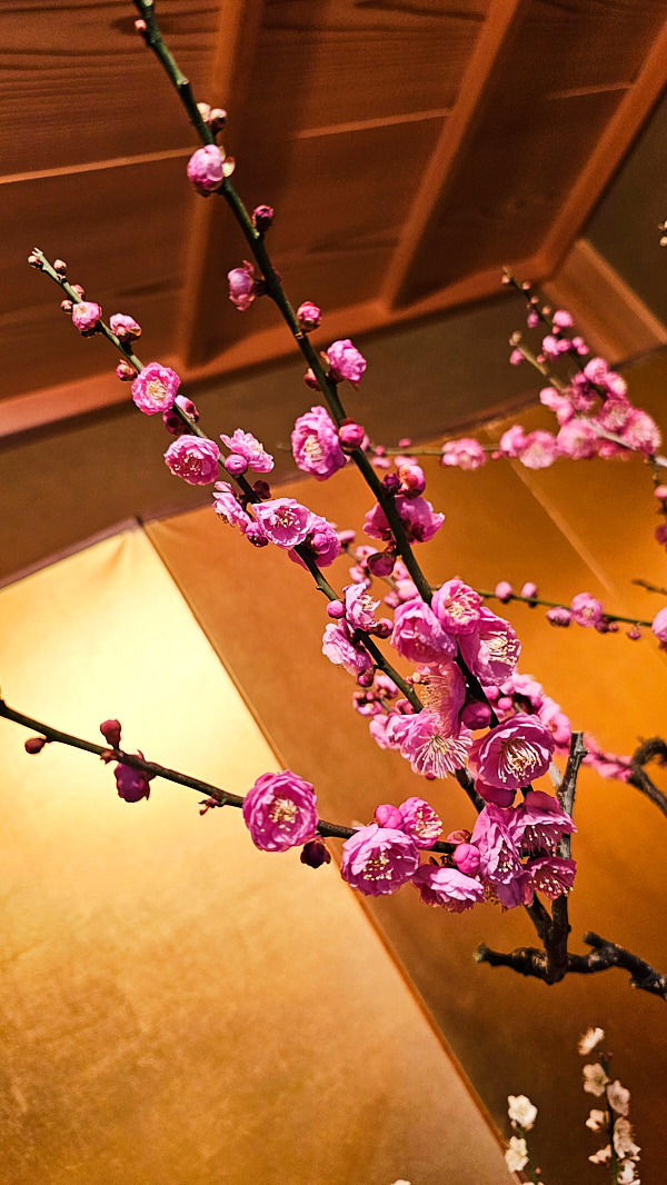 【日本奈良】郡山城(大和郡山城)｜限定盆梅展與梅花林園，天守台展望設施景也非常推薦