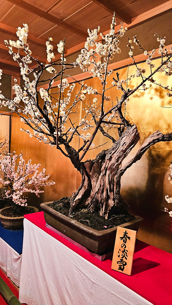 【日本奈良】郡山城(大和郡山城)｜限定盆梅展與梅花林園，天守台展望設施景也非常推薦