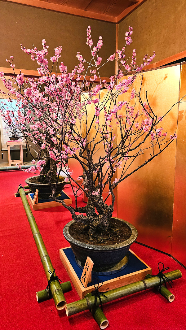 【日本奈良】郡山城(大和郡山城)｜限定盆梅展與梅花林園，天守台展望設施景也非常推薦