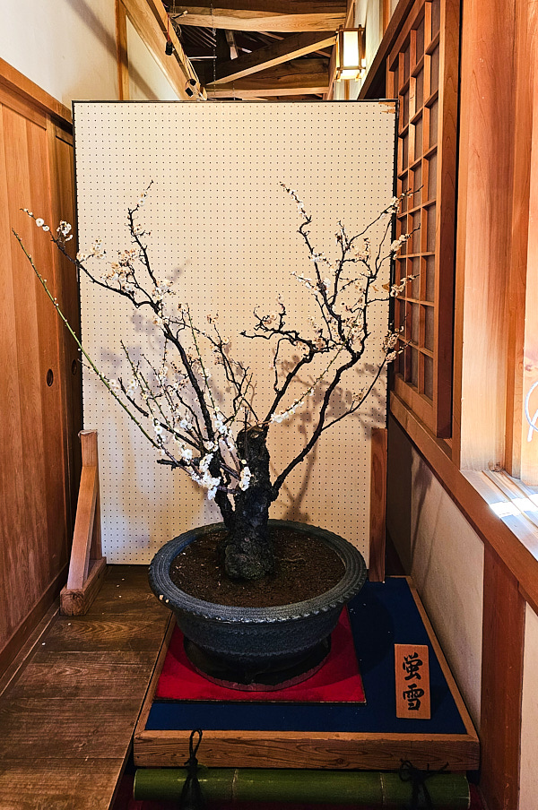 【日本奈良】郡山城(大和郡山城)｜限定盆梅展與梅花林園，天守台展望設施景也非常推薦
