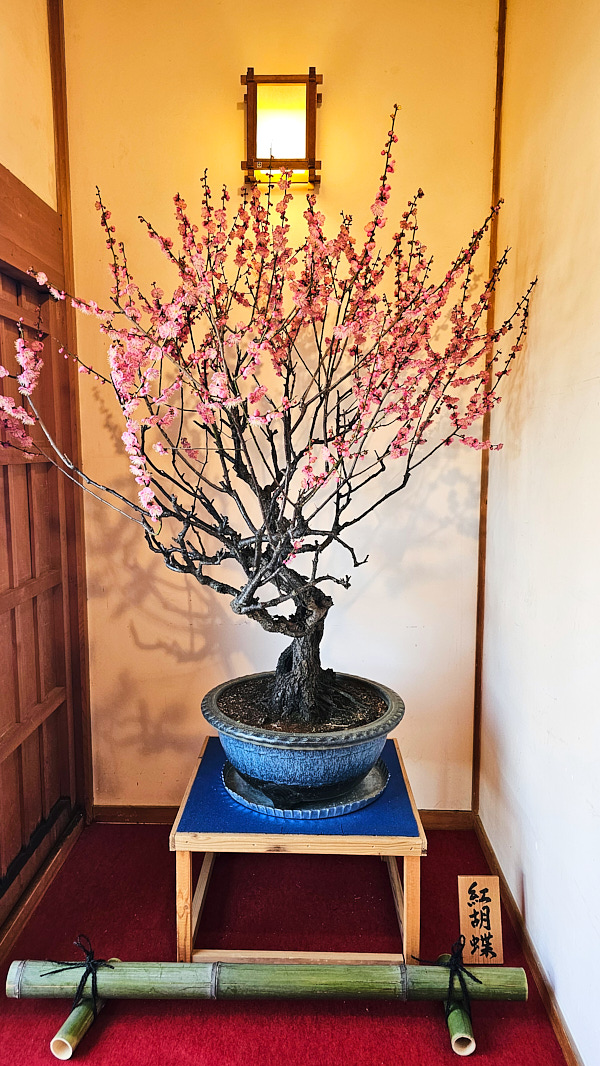 【日本奈良】郡山城(大和郡山城)｜限定盆梅展與梅花林園，天守台展望設施景也非常推薦