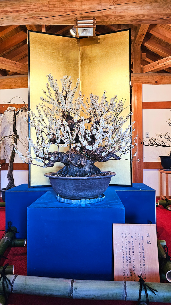 【日本奈良】郡山城(大和郡山城)｜限定盆梅展與梅花林園，天守台展望設施景也非常推薦