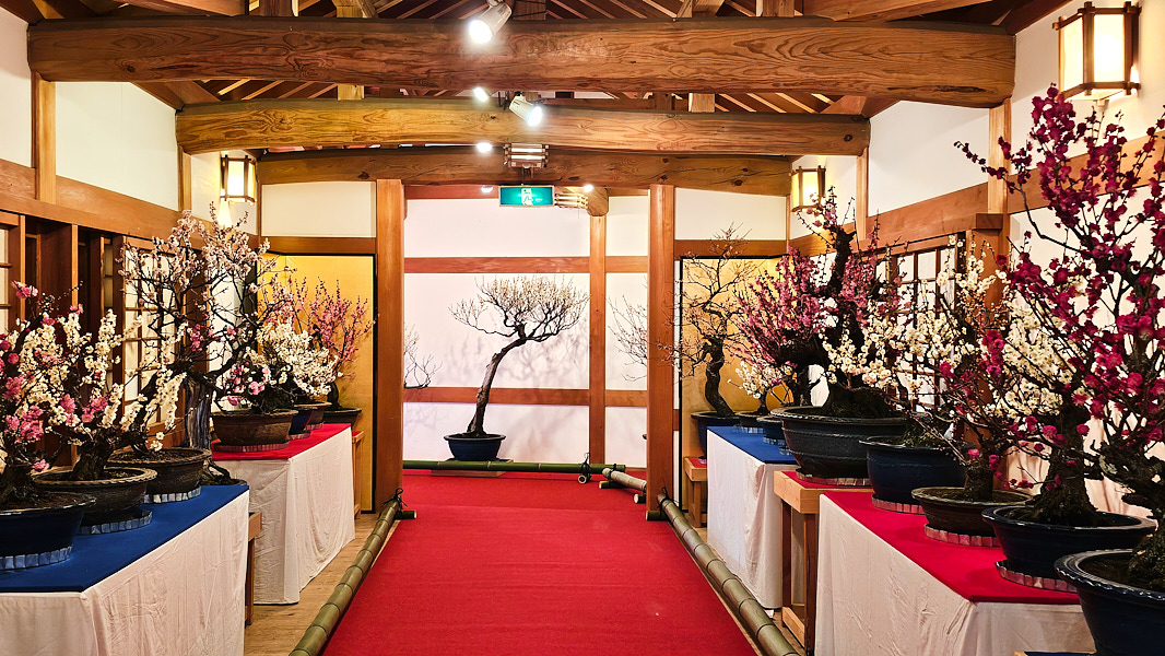 【日本奈良】郡山城(大和郡山城)｜限定盆梅展與梅花林園，天守台展望設施景也非常推薦