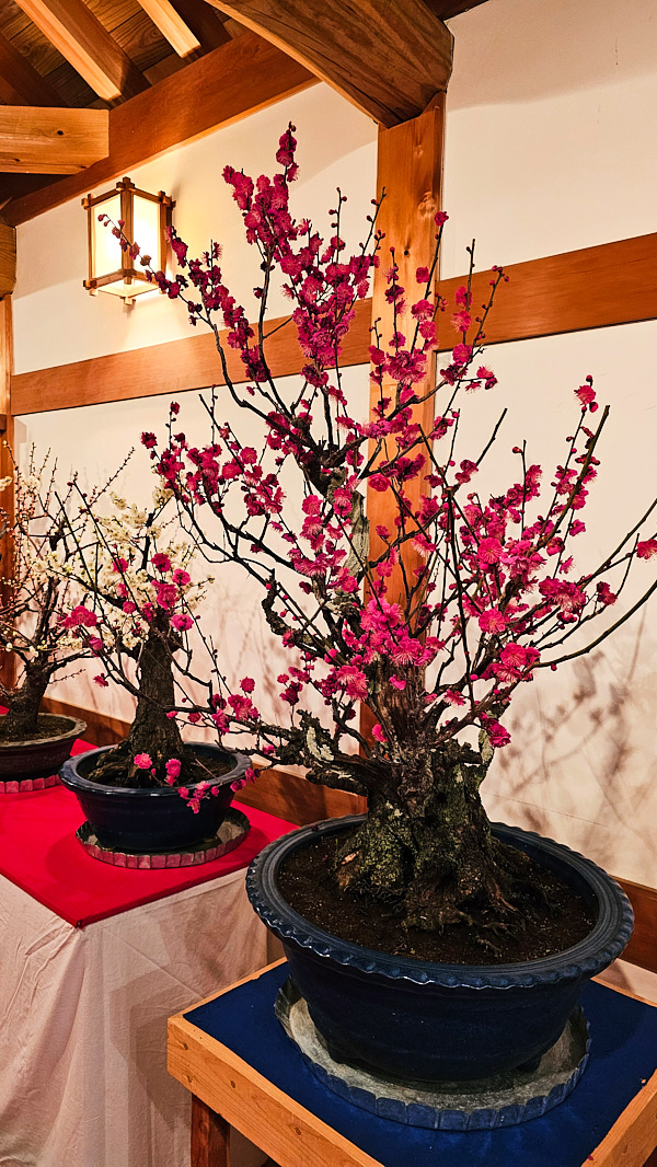 【日本奈良】郡山城(大和郡山城)｜限定盆梅展與梅花林園，天守台展望設施景也非常推薦