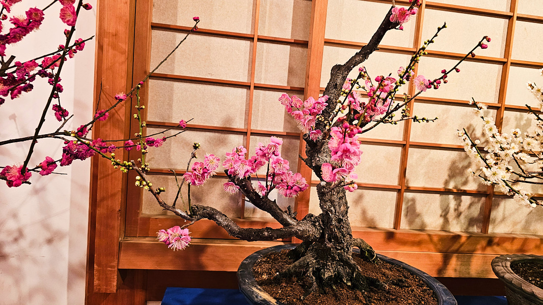 【日本奈良】郡山城(大和郡山城)｜限定盆梅展與梅花林園，天守台展望設施景也非常推薦
