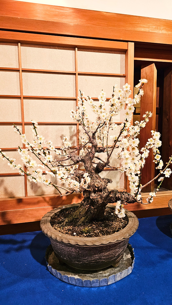 【日本奈良】郡山城(大和郡山城)｜限定盆梅展與梅花林園，天守台展望設施景也非常推薦