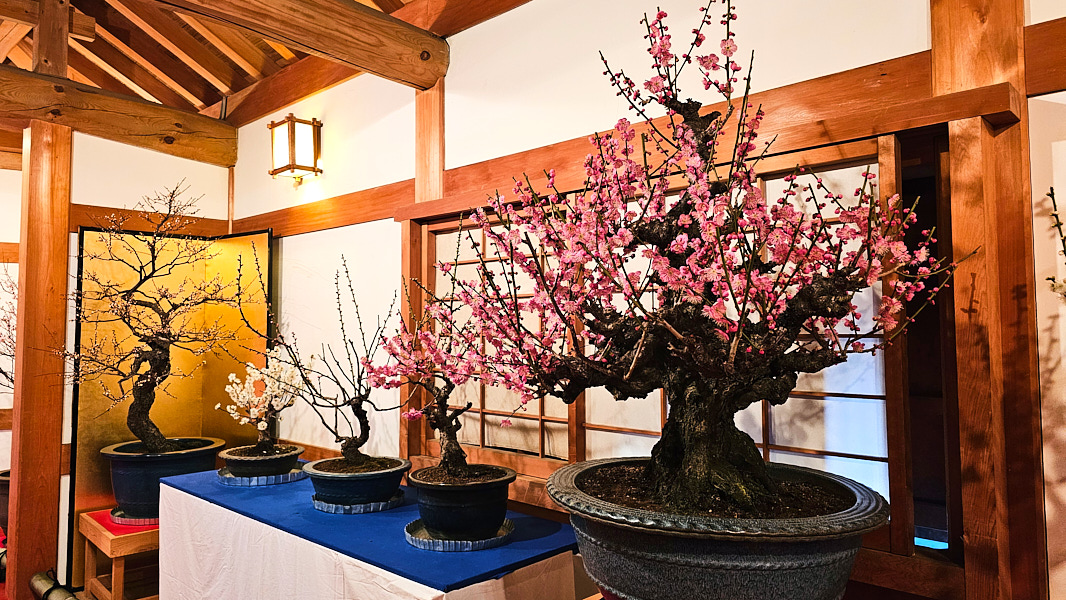 【日本奈良】郡山城(大和郡山城)｜限定盆梅展與梅花林園，天守台展望設施景也非常推薦