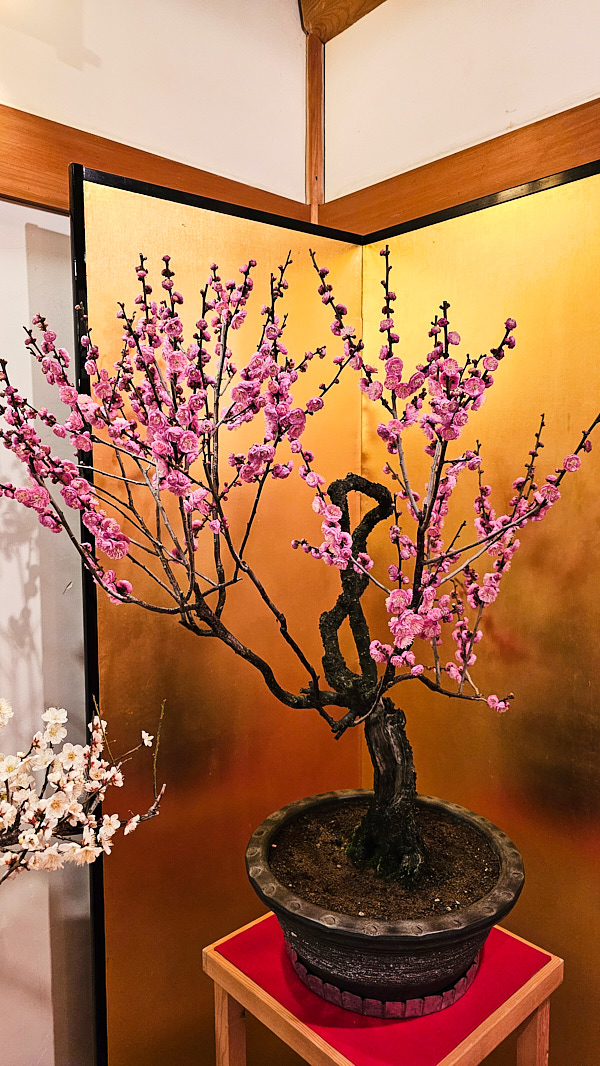 【日本奈良】郡山城(大和郡山城)｜限定盆梅展與梅花林園，天守台展望設施景也非常推薦