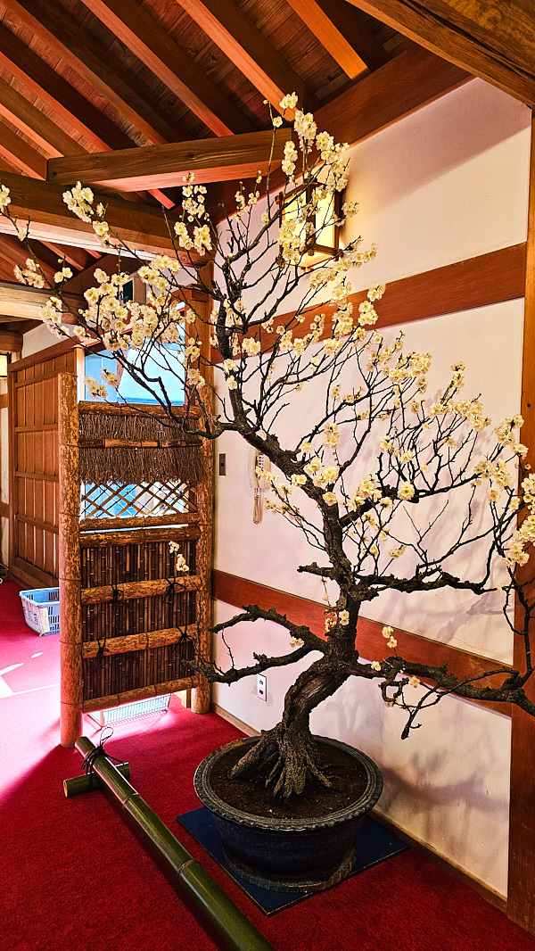 【日本奈良】郡山城(大和郡山城)｜限定盆梅展與梅花林園，天守台展望設施景也非常推薦