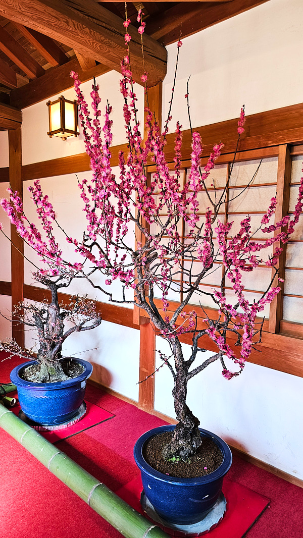 【日本奈良】郡山城(大和郡山城)｜限定盆梅展與梅花林園，天守台展望設施景也非常推薦