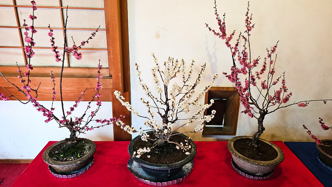 【日本奈良】郡山城(大和郡山城)｜限定盆梅展與梅花林園，天守台展望設施景也非常推薦