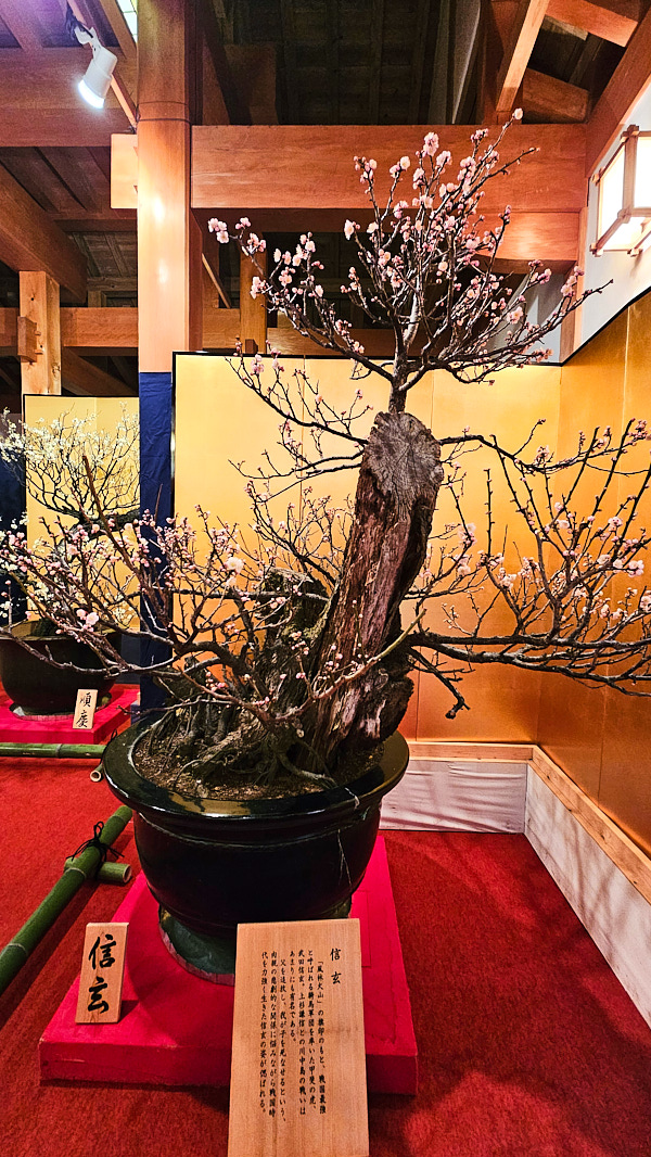 【日本奈良】郡山城(大和郡山城)｜限定盆梅展與梅花林園，天守台展望設施景也非常推薦