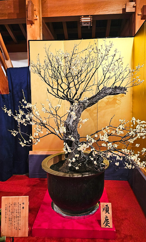【日本奈良】郡山城(大和郡山城)｜限定盆梅展與梅花林園，天守台展望設施景也非常推薦