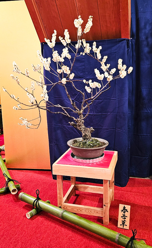 【日本奈良】郡山城(大和郡山城)｜限定盆梅展與梅花林園，天守台展望設施景也非常推薦
