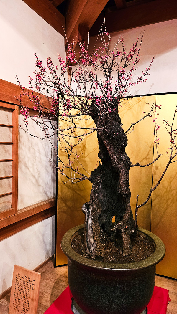 【日本奈良】郡山城(大和郡山城)｜限定盆梅展與梅花林園，天守台展望設施景也非常推薦