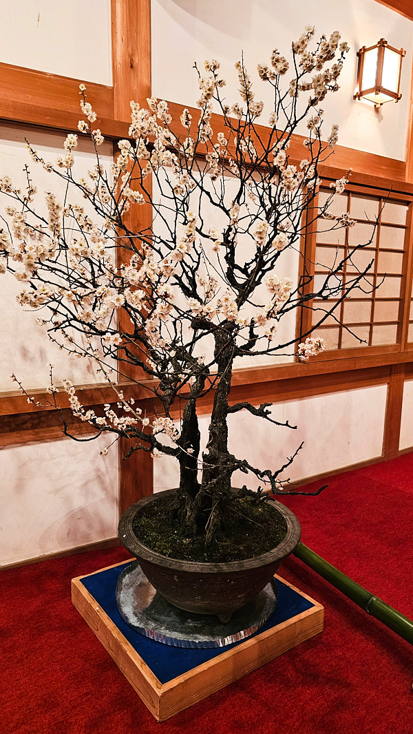 【日本奈良】郡山城(大和郡山城)｜限定盆梅展與梅花林園，天守台展望設施景也非常推薦