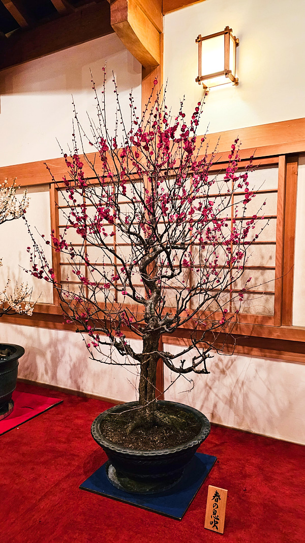 【日本奈良】郡山城(大和郡山城)｜限定盆梅展與梅花林園，天守台展望設施景也非常推薦