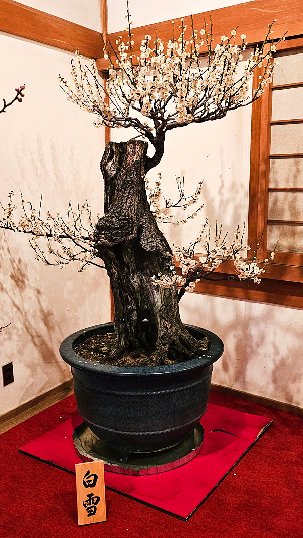 【日本奈良】郡山城(大和郡山城)｜限定盆梅展與梅花林園，天守台展望設施景也非常推薦