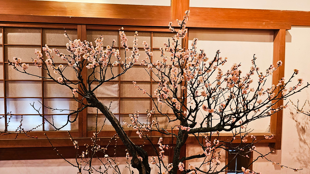 【日本奈良】郡山城(大和郡山城)｜限定盆梅展與梅花林園，天守台展望設施景也非常推薦