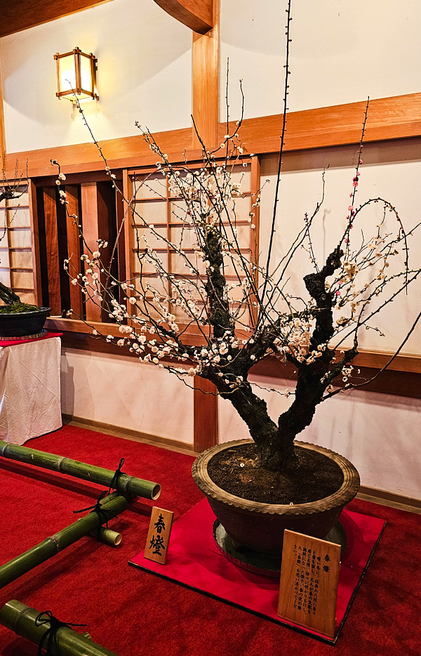 【日本奈良】郡山城(大和郡山城)｜限定盆梅展與梅花林園，天守台展望設施景也非常推薦
