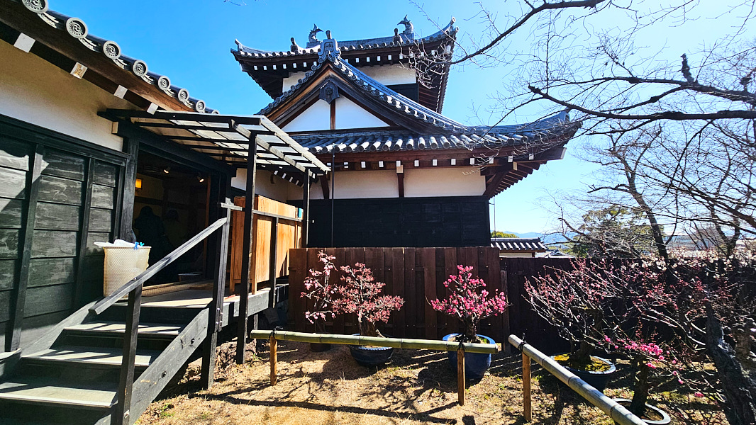 【日本奈良】郡山城(大和郡山城)｜限定盆梅展與梅花林園，天守台展望設施景也非常推薦