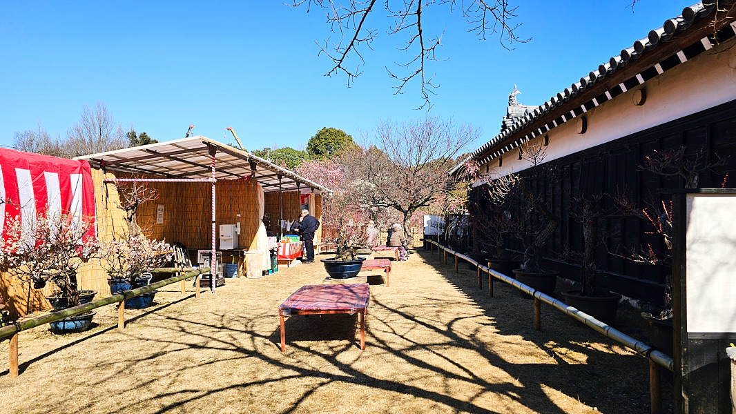 【日本奈良】郡山城(大和郡山城)｜限定盆梅展與梅花林園，天守台展望設施景也非常推薦