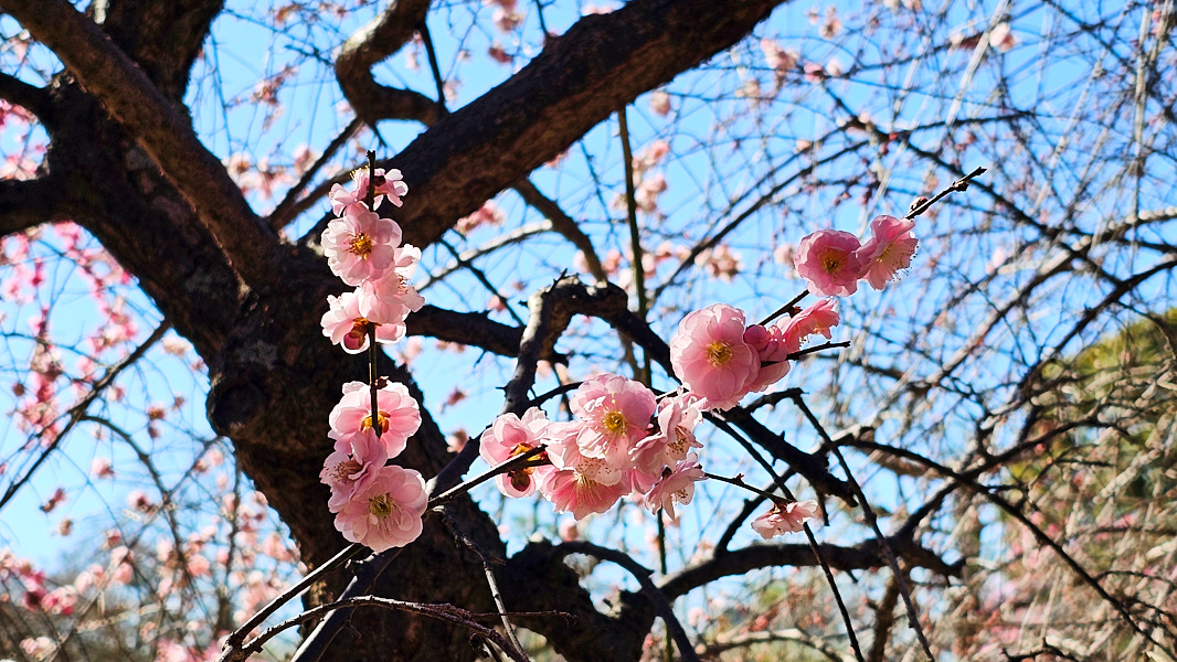 【日本奈良】郡山城(大和郡山城)｜限定盆梅展與梅花林園，天守台展望設施景也非常推薦