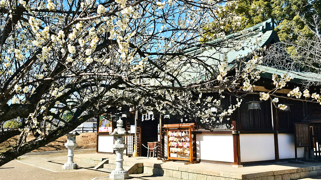 【日本奈良】郡山城(大和郡山城)｜限定盆梅展與梅花林園，天守台展望設施景也非常推薦