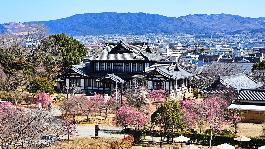 【日本奈良】郡山城(大和郡山城)｜限定盆梅展與梅花林園，天守台展望設施景也非常推薦