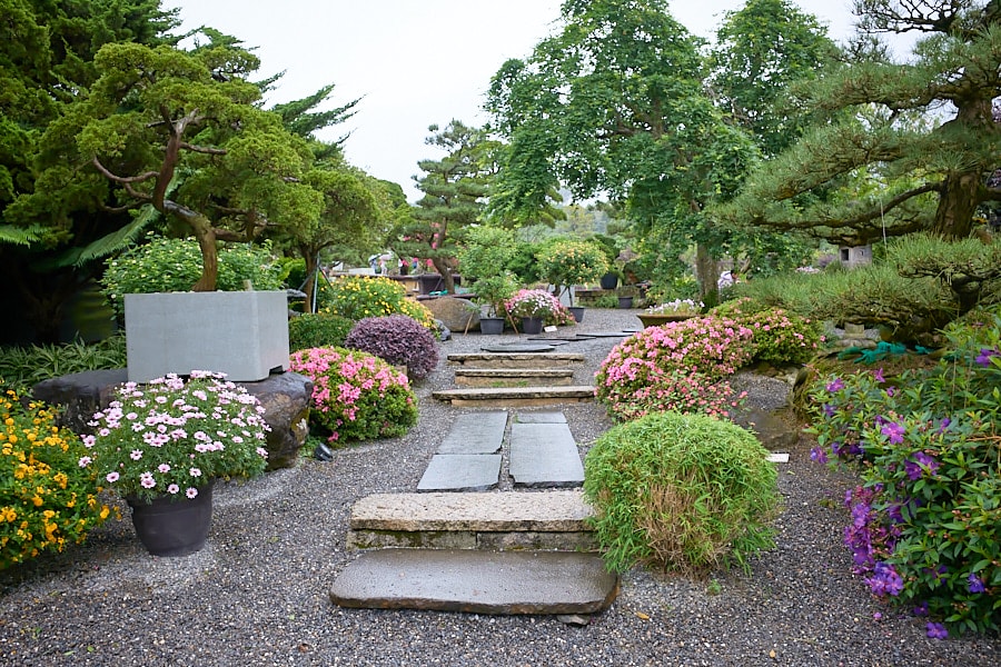 【台北士林】松竹園｜陽明山上土雞城，米其林必比登推薦美食，白斬雞必點，鹹豬肉推薦，開車停車方便